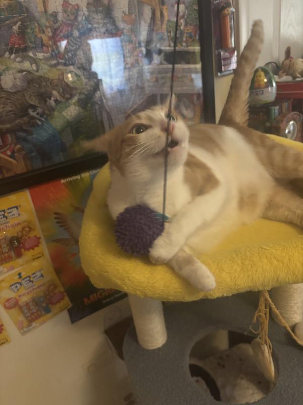 Biting the string is just as fun as clawing the ball!