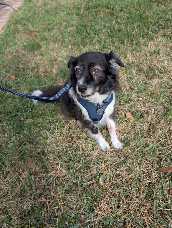 HOOZA Quick Clip leash with harness