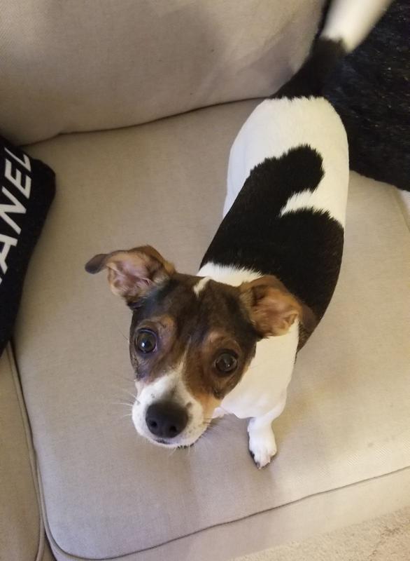 Niko waiting for the yummy treats.