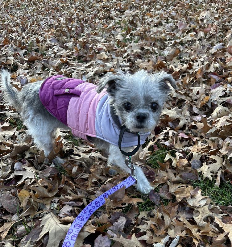Penny enjoying her walk!