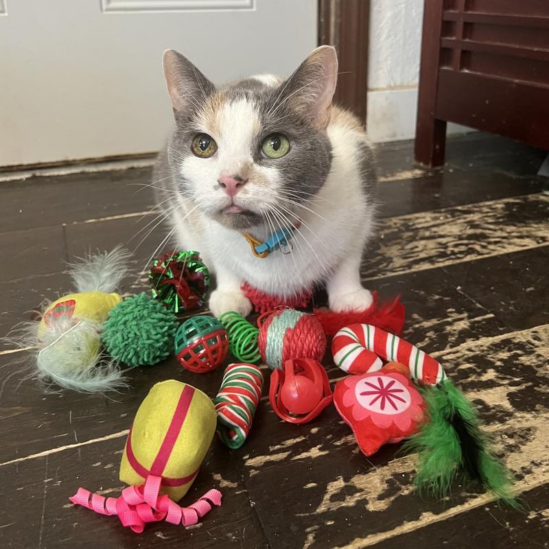 Dilute calico sitting atop her pile of toys from the advent calendar.