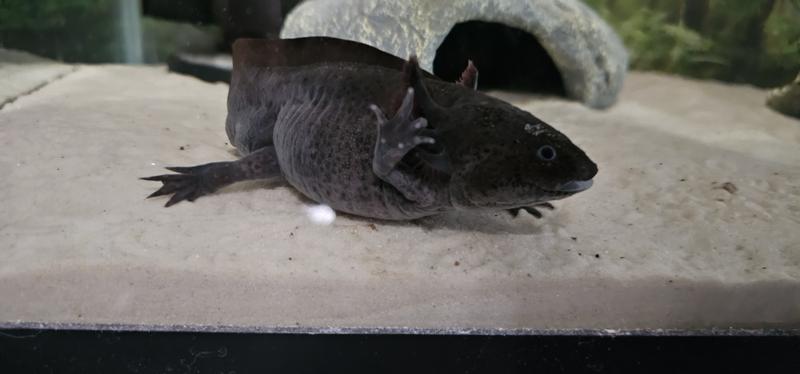 Jake's said Hi! 4 days later, 100% clear