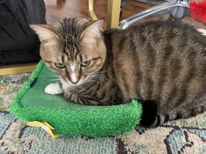 Once the bunnies are freed, Tisiphone claims the upside-down burrow for herself.