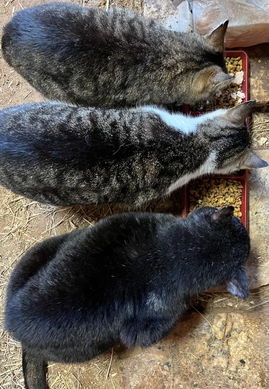 Barn kitties really enjoyed the taste treat!