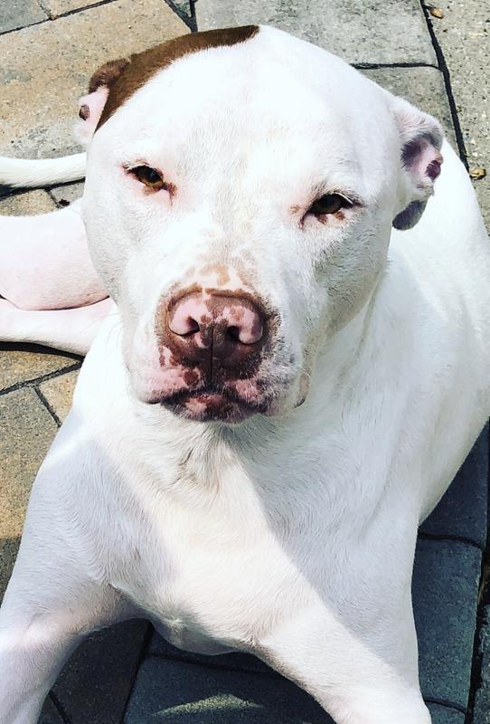 Loki our sweet, silly boy.