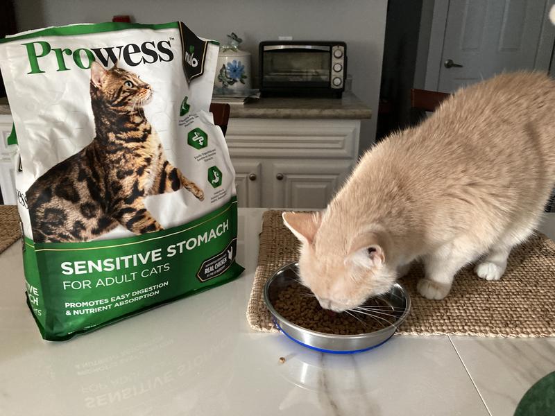 Indoor senior female cat