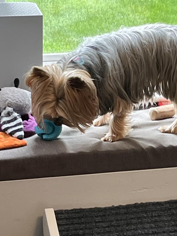 Fun to play fetch with also easy to take off with and chew on