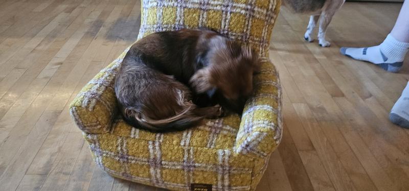 Perfect size for the weiner dog