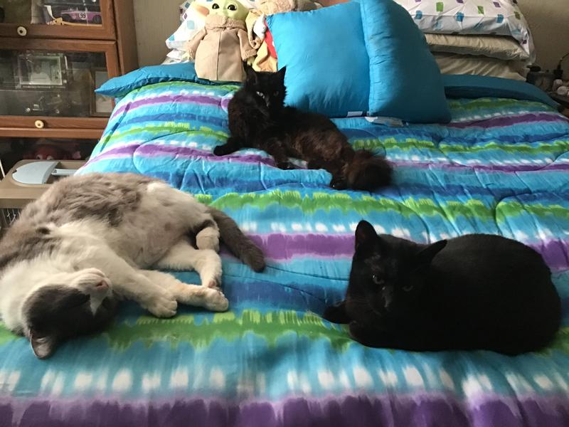 3 of my fur babies our new addition is Toby the gray and white is Denmark the black one in the back is Papa and the black one in the back is Rebel