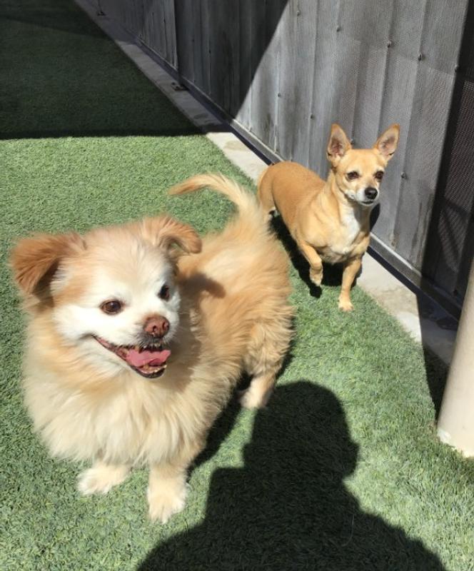 Buster and Honey