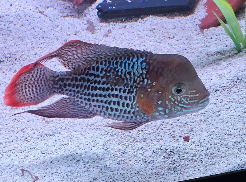 Green Terror Cichlid