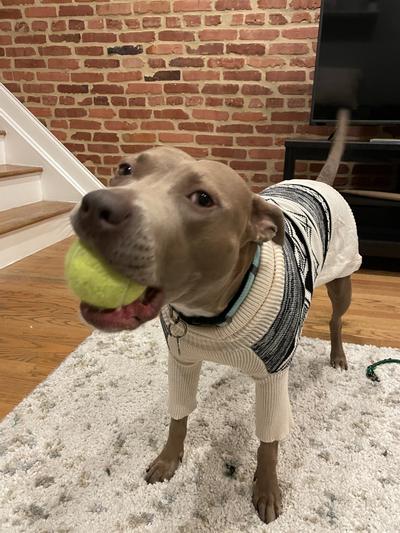 Maple in her new sweater!