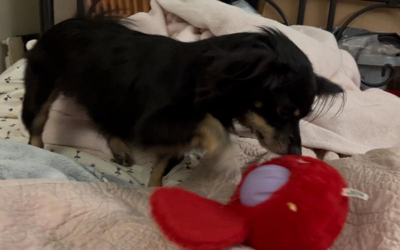 The Woof Flyball inside the Outward Hound strawberry