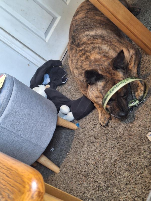 He didn't like his old collar always took it off and tried to destroy it, it was very stiff and I think that's why he didn't like it I think it was uncomfortable for him