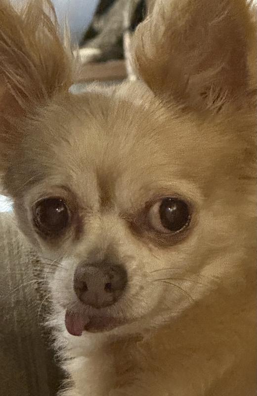 No dog! Loved the treats! My dog, not so much.