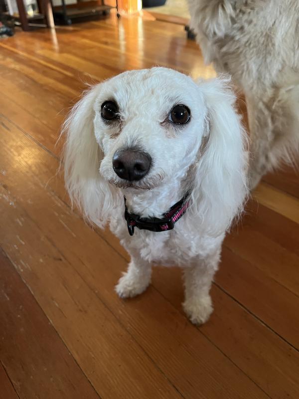 Easy to trim her face - but now for her ears lol