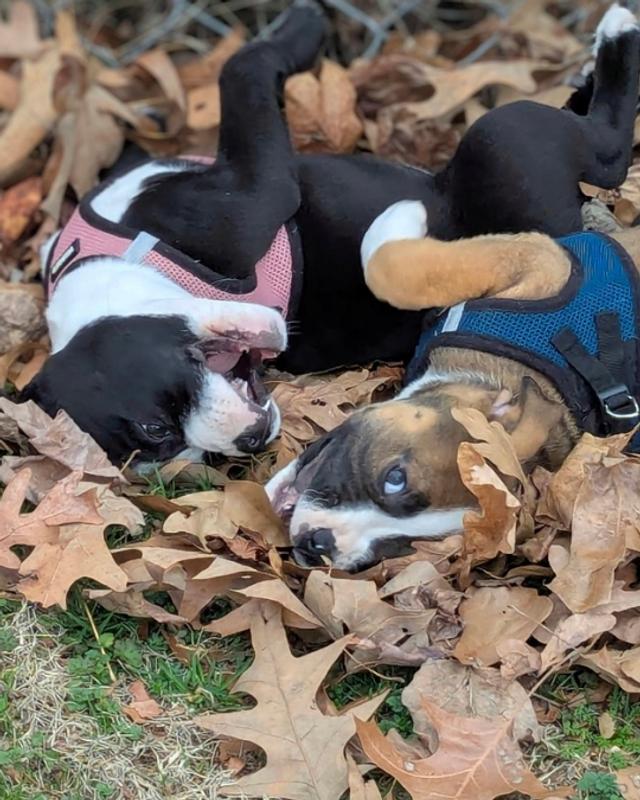 Frolicking 🐾
