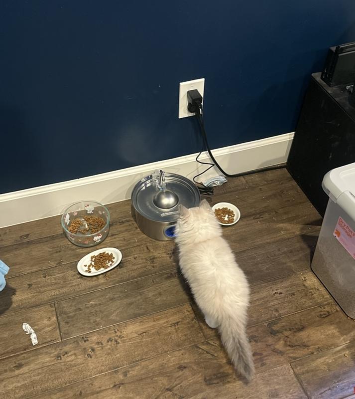 I wish I was my cat, this thing is nice