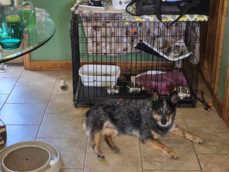 Turbo resting in the hammock. Bristol guarding her new friend.