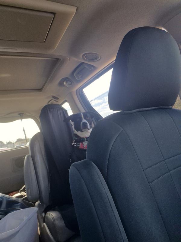 She can reach both middle seats and dog bed on floor board