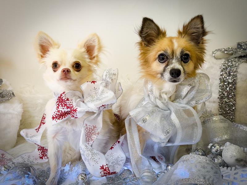Tucker and Ellie love Chewy!