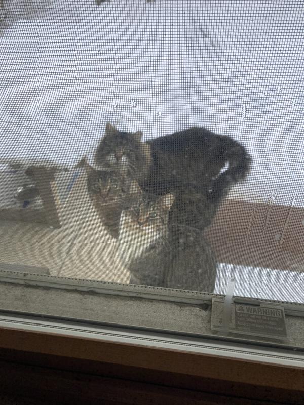Waiting for their breakfast😻