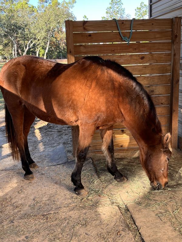 Cashew recovering from hair loss