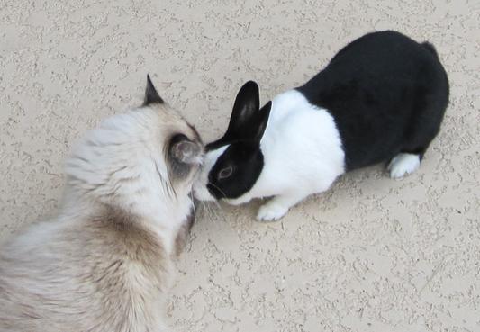 Kiss for Bella