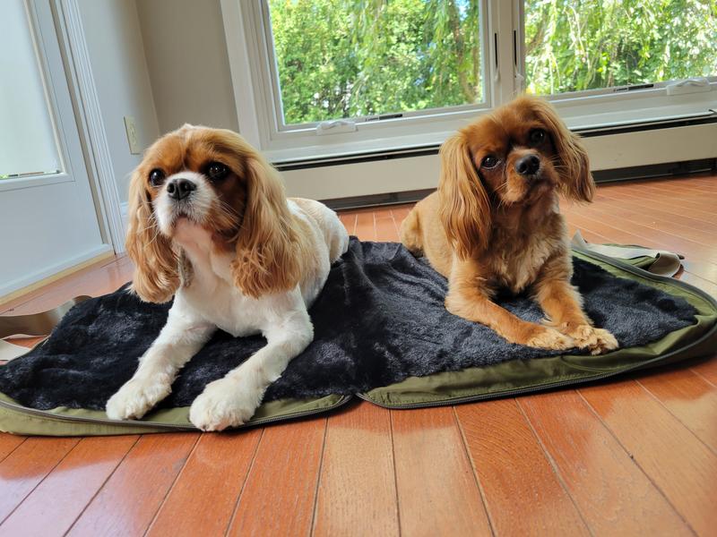 Two comfy cavaliers