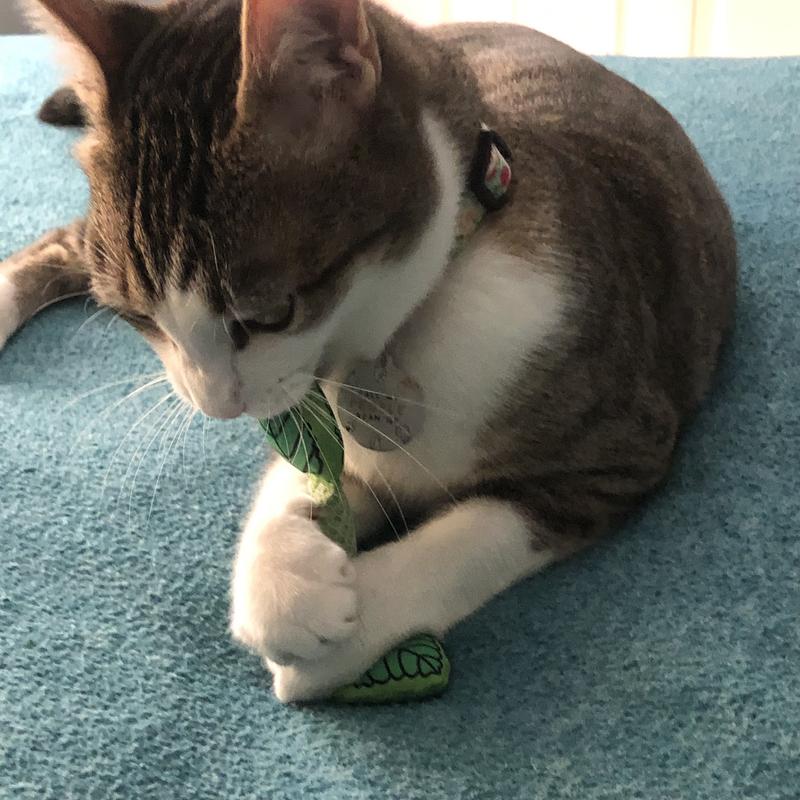 Ruby Chewing Mint Stick