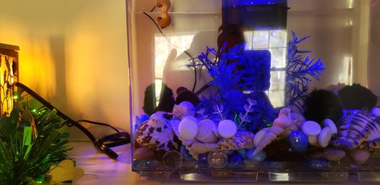 Snails and Buford