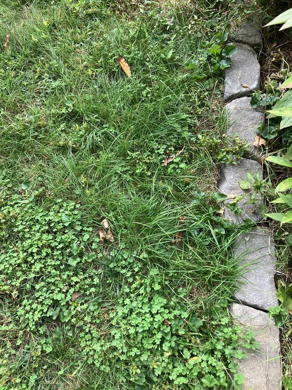 the spot they often goes to now (though old dog is not as determined to get back to that old spot as the other dog) apologies to anyone who cars about nice lawns.