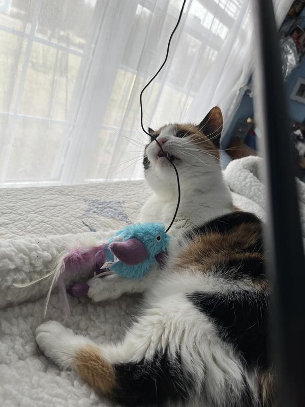 She likes to chew on the string .