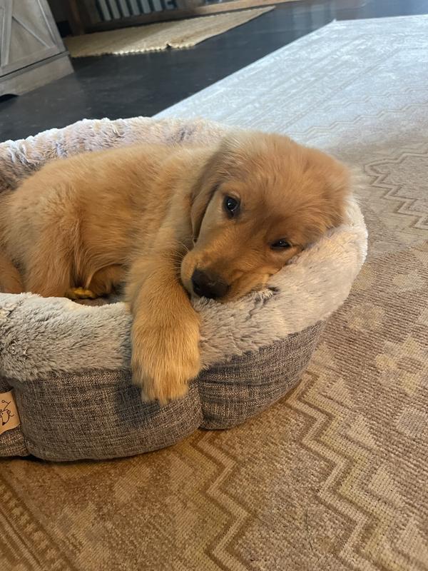 I’m Henley and I love my new bed from Chewy!