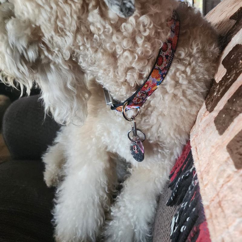 Im an October puppy... this Katrina collar is perfect for me!