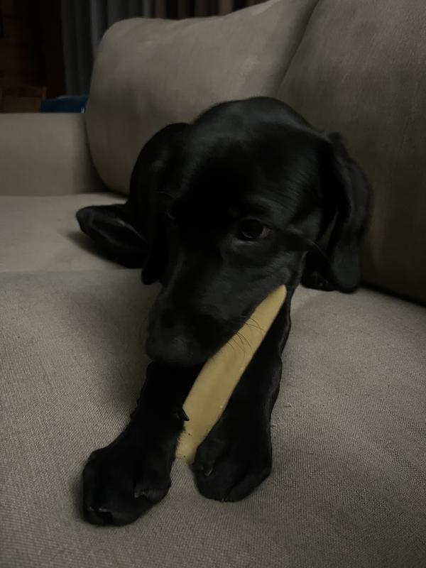 She loves her Yak Chews!