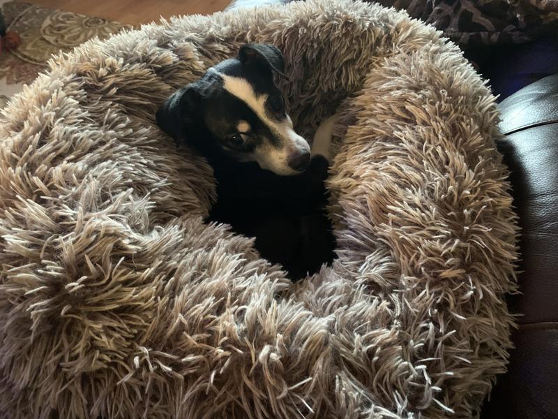 Trifexis & Blue Buffalo Girl!!