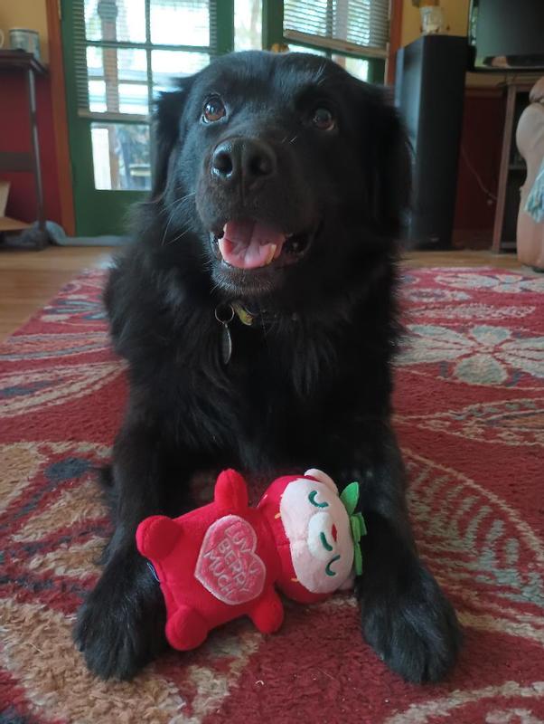 Winnie and Frisco Valentine Strawberry Bear Plush Squeaky Dog Toy