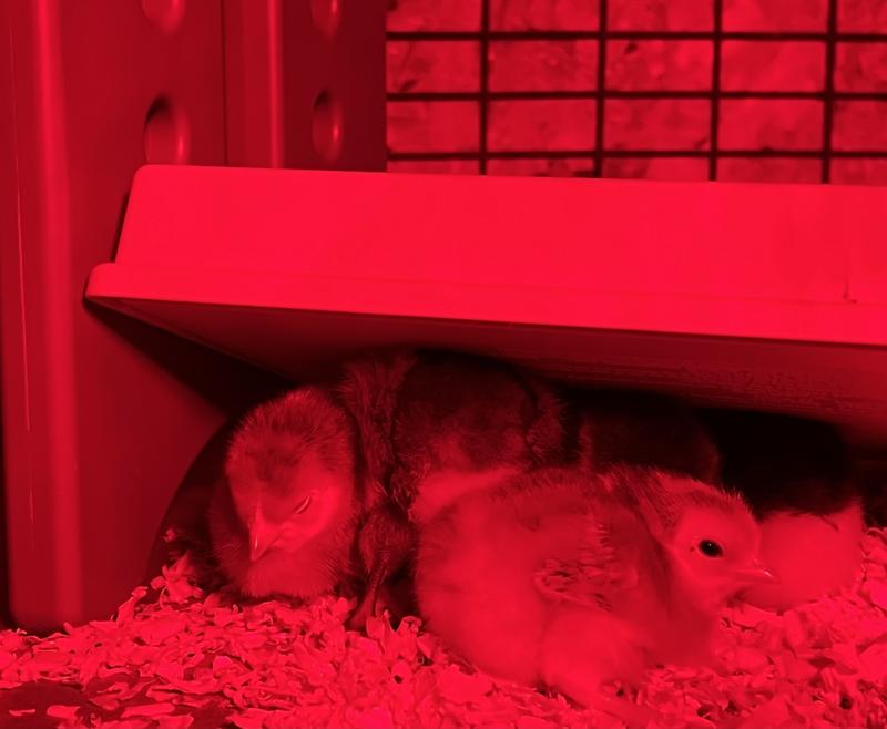 Chick Warmer SO Cozy!