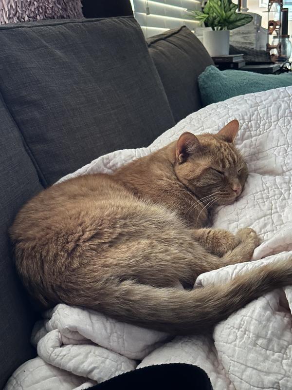 Picky KitKat is in a “land fowl” phase