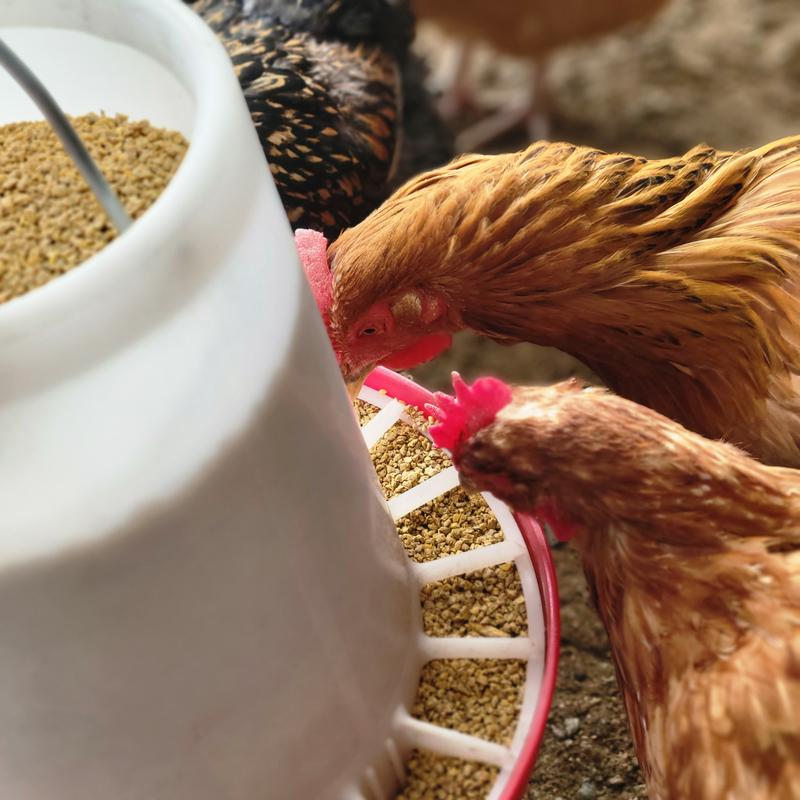 Chewy chicken feed sales