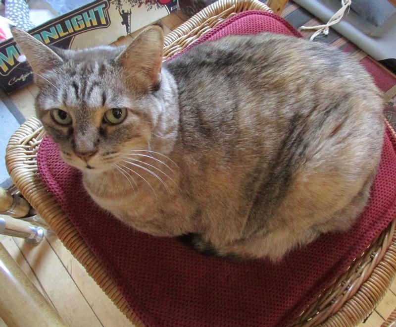 Coco 12.5 yrs old