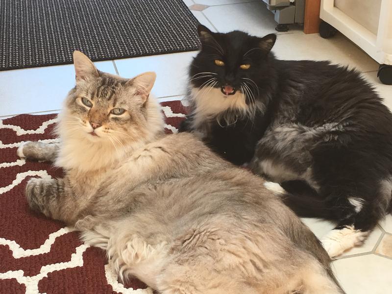 Kitties eating well & healthy!