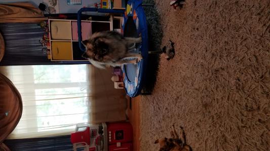 Precious loves to jump on the trampoline.