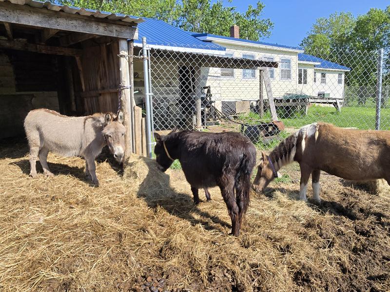 Ellie-Mae (not chunky)   Dee-Dee and Belle