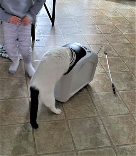Willie gets VERY excited about this kibble.