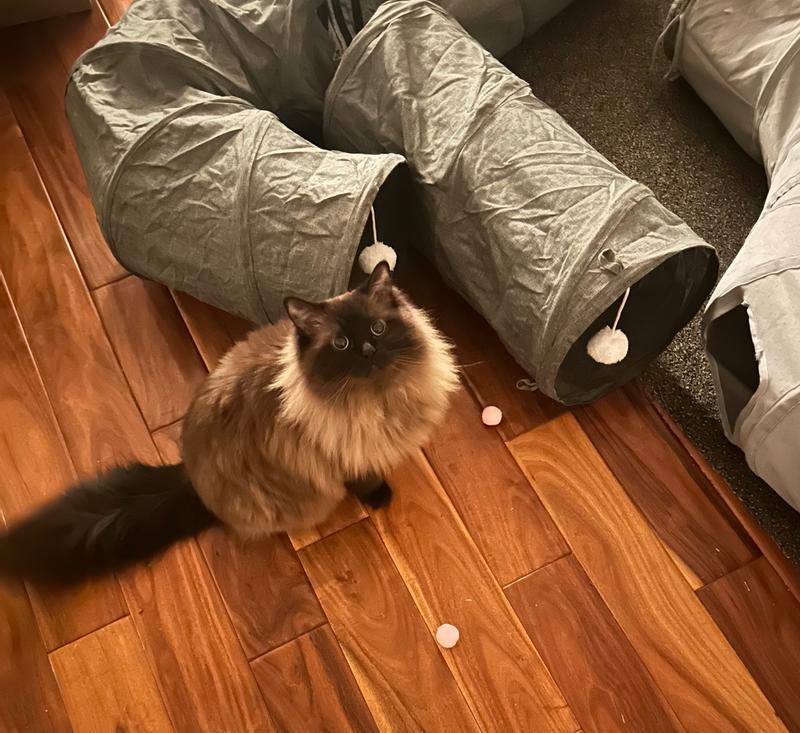 Caught her mid-play!