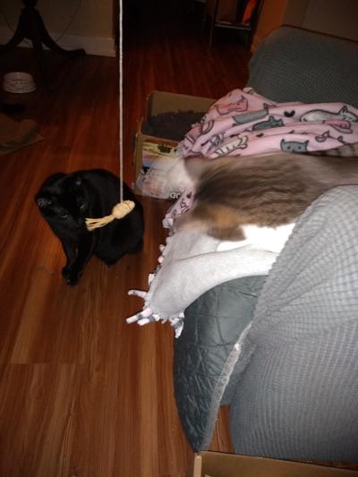 Kitties playing tether mousie