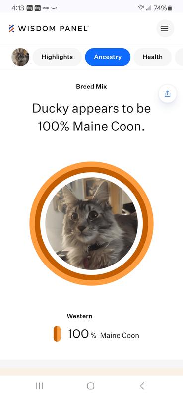 Wisdom Panel Complete Cat DNA Test