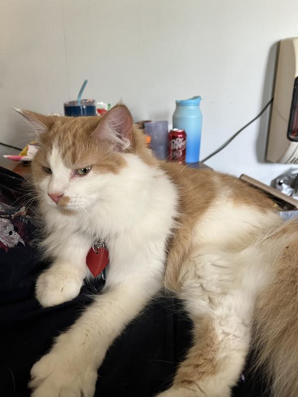 PET REPUBLIQUE Rechargable Cordless Shaver Trimmer Kit with Clippers